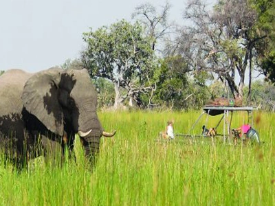 Elephants